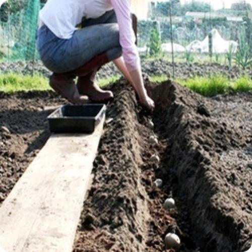 Лучшая посадка картофеля. СПОСОБЫ ПОСАДКИ КАРТОФЕЛЯ