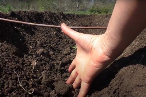 Посадка картофеля в траншеи. Традиционный способ посадки «под лопату» 06