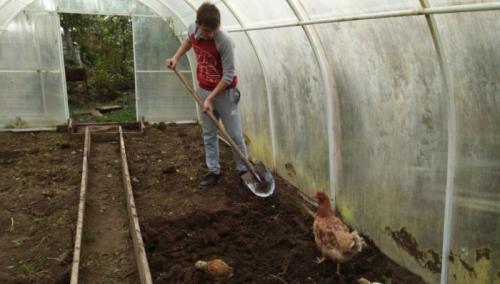 Какое время года лучше для посадки сидерат в теплице. Посев горчицы в теплице осенью