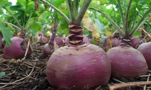 Что такое теневыносливые овощи и зелень