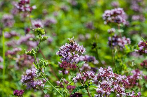 Что такое теневыносливые овощи и зелень