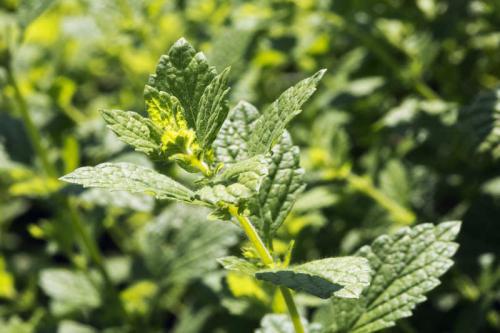 Овощи и зелень для теневых участков: лучшие выборы для вашего огорода 14 Овощи и зелень для теневых участков: лучшие выборы для вашего огорода 14