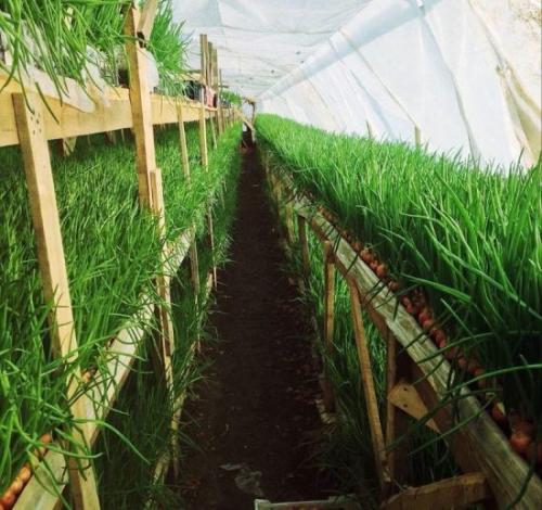 Как правильно высадить сидераты в теплице осенью