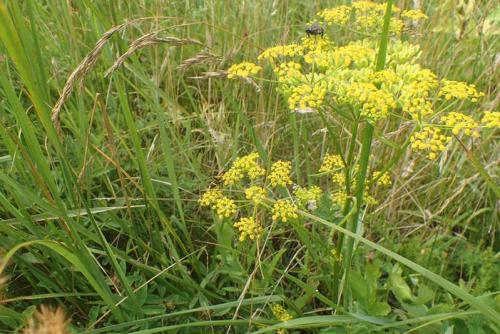 Овощи и зелень для теневых участков: лучшие выборы для вашего огорода 16 Овощи и зелень для теневых участков: лучшие выборы для вашего огорода 16