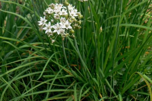 Овощи и зелень для теневых участков: лучшие выборы для вашего огорода 10 Овощи и зелень для теневых участков: лучшие выборы для вашего огорода 10