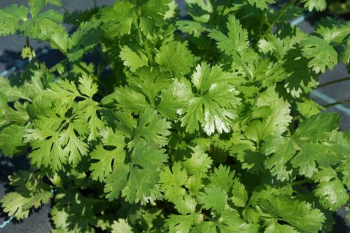 Овощи и зелень для теневых участков: лучшие выборы для вашего огорода 12 Овощи и зелень для теневых участков: лучшие выборы для вашего огорода 12