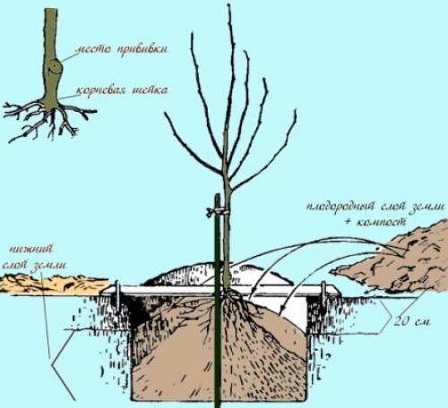 Правила посадки деревьев на участке. На какую глубину сажать деревья и кустарники