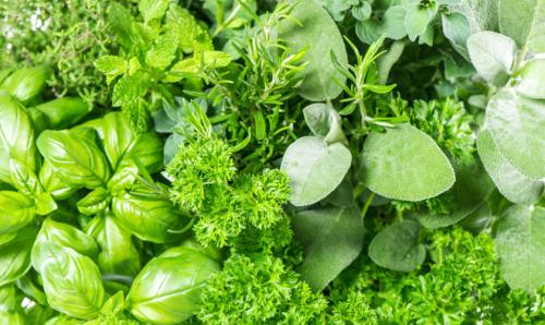 Растения для тени: топ 10 овощей, которые будут расти даже в тёмном уголке 16 Растения для тени: топ 10 овощей, которые будут расти даже в тёмном уголке 16