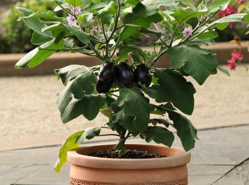 Растения для тени: топ 10 овощей, которые будут расти даже в тёмном уголке 02