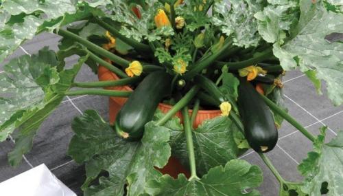 Растения для тени: топ 10 овощей, которые будут расти даже в тёмном уголке 06 Растения для тени: топ 10 овощей, которые будут расти даже в тёмном уголке 06