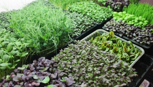 Растения для тени: топ 10 овощей, которые будут расти даже в тёмном уголке 07 Растения для тени: топ 10 овощей, которые будут расти даже в тёмном уголке 07