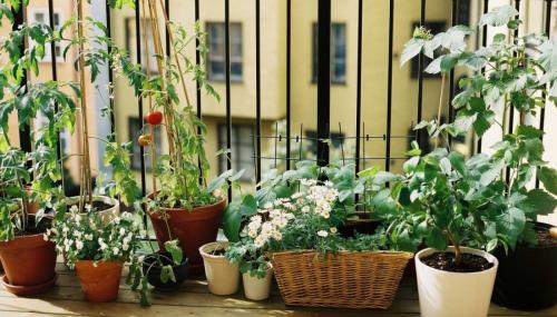 Какие овощи можно выращивать в тени на балконе. Огород на балконе: рассказываем, какие сорта овощей лучше выбрать для посадки