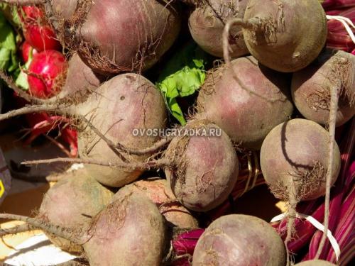 Когда собирают свеклу. Когда убирать свёклу