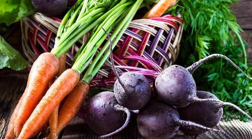 Когда убирать морковь и свеклу в Подмосковье?