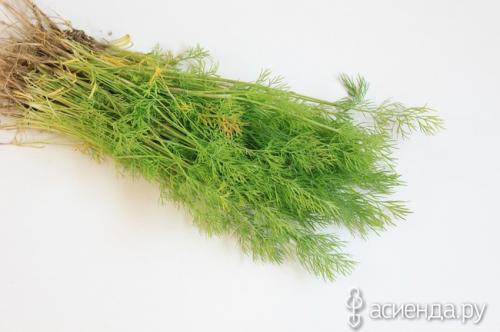 Какие заморозки выдерживает укроп. Не расстаемся с укропом осенью