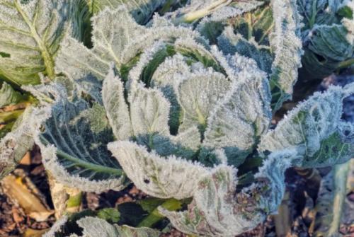 Осенние заморозки для капусты. Какой заморозок выдерживает капуста. Капуста и заморозки