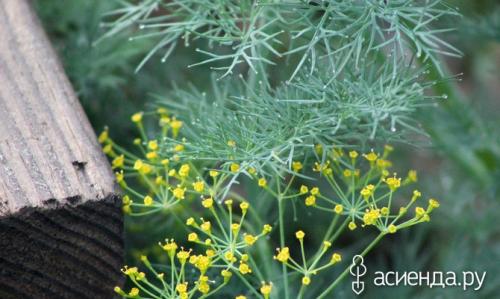 Какие заморозки выдерживает укроп. Не расстаемся с укропом осенью