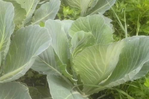 Осенние заморозки для капусты. Какой заморозок выдерживает капуста. Капуста и заморозки