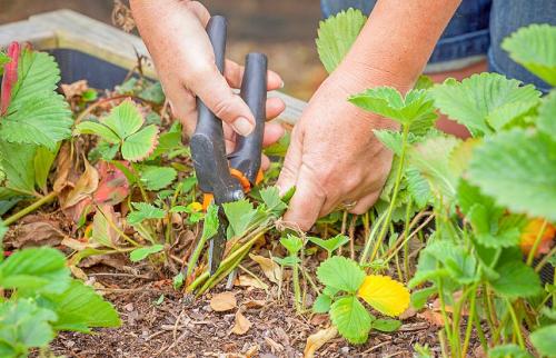 Осенняя обработка от вредителей. Осенняя обработка сада: эффективные приемы против болезней и вредителей