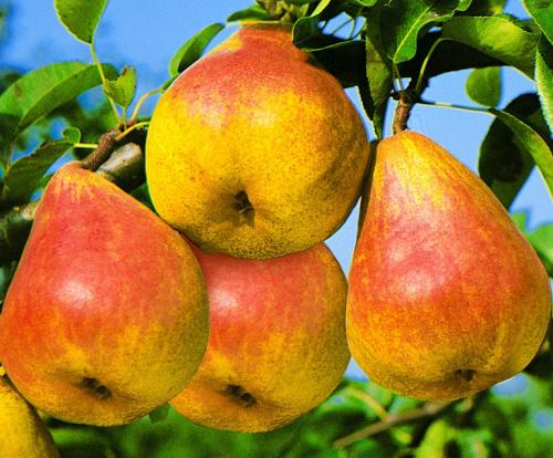 Сорт груши с красными листьями. 40 сортов груш по регионам c описанием и фото