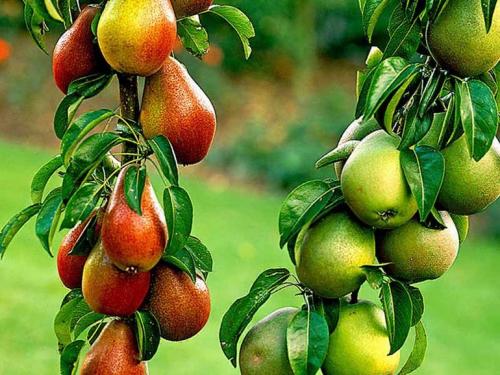 Сорт груши с красными листьями. 40 сортов груш по регионам c описанием и фото