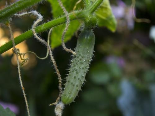 Когда плодоносят огурцы. Процесс завязывания и роста огурцов