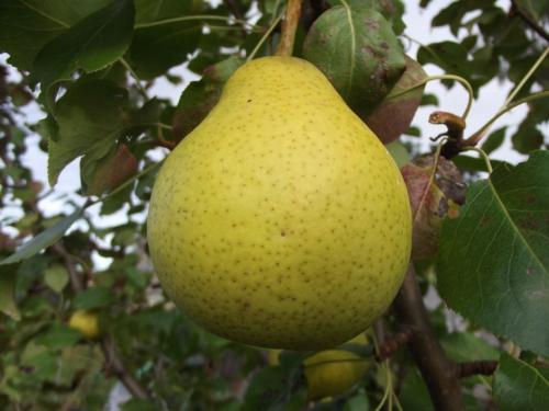 Сорт груши с красными листьями. 40 сортов груш по регионам c описанием и фото