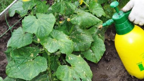 Как продлить плодоношение огурцов осенью. Урожай до самой осени: как продлить плодоношение огурцов