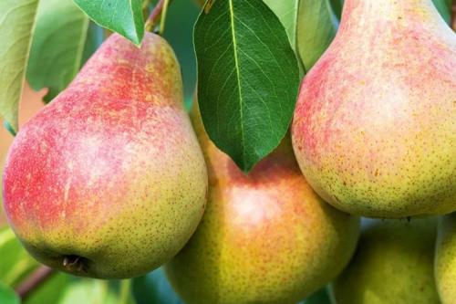 Сорт груши с красными листьями. 40 сортов груш по регионам c описанием и фото