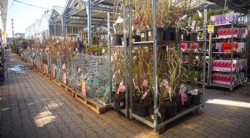 Когда сажать деревья осенью и как правильно это делать. Посадка и пересадка деревьев осенью: рекомендации опытных садоводов 24