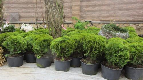 Когда сажать деревья осенью и как правильно это делать. Посадка и пересадка деревьев осенью: рекомендации опытных садоводов