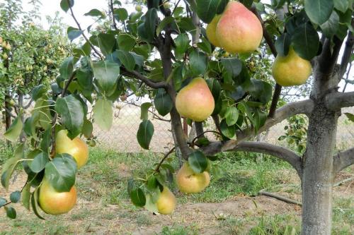 Когда сажать деревья осенью и как правильно это делать. Посадка и пересадка деревьев осенью: рекомендации опытных садоводов