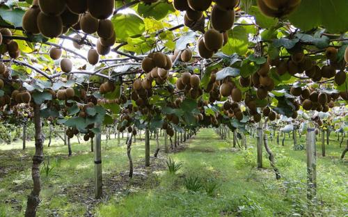 Когда сажать деревья осенью и как правильно это делать. Посадка и пересадка деревьев осенью: рекомендации опытных садоводов