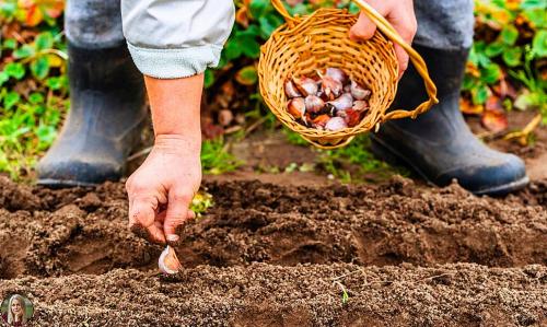 Посадка саженцев плодовых деревьев осенью. Добавление статьи в новую подборку 01 Посадка саженцев плодовых деревьев осенью. Добавление статьи в новую подборку 01