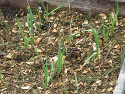 Когда сажать деревья осенью и как правильно это делать. Посадка и пересадка деревьев осенью: рекомендации опытных садоводов 16