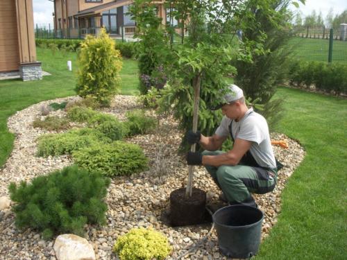 Когда сажать деревья осенью и как правильно это делать. Посадка и пересадка деревьев осенью: рекомендации опытных садоводов