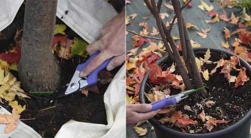 Когда сажать деревья осенью и как правильно это делать. Посадка и пересадка деревьев осенью: рекомендации опытных садоводов 20