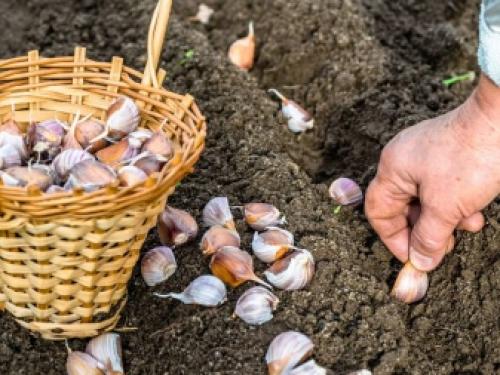 Когда сажать деревья осенью и как правильно это делать. Посадка и пересадка деревьев осенью: рекомендации опытных садоводов 15