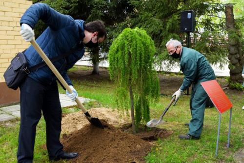 Когда сажать деревья осенью и как правильно это делать. Посадка и пересадка деревьев осенью: рекомендации опытных садоводов
