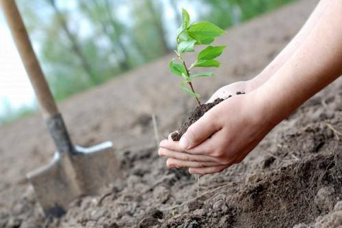 Когда сажать деревья осенью и как правильно это делать. Посадка и пересадка деревьев осенью: рекомендации опытных садоводов