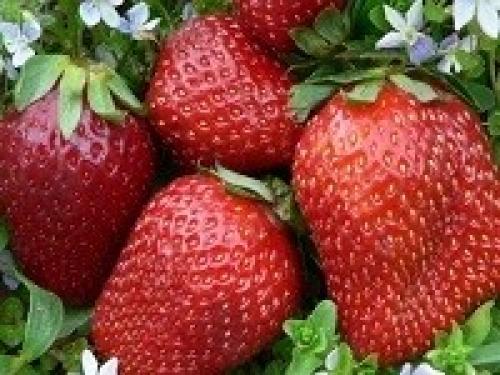 Как подготовить грядку для посадки клубники в августе. Почему нужно высаживать клубнику в августе