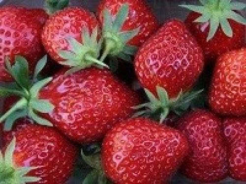 Как подготовить грядку для посадки клубники в августе. Почему нужно высаживать клубнику в августе