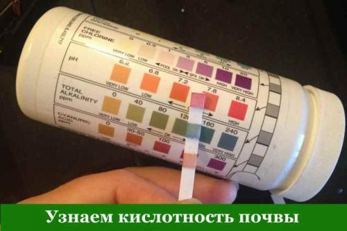 Подготовка грядки для посадки земляники. Подготовка почвы для грядки