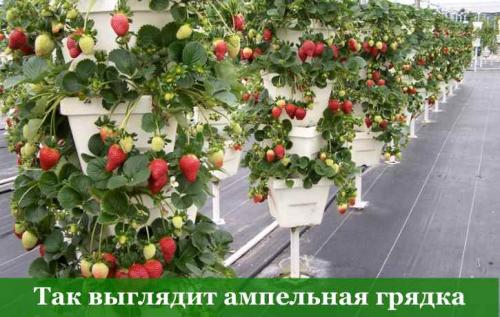 Подготовка грядки для посадки земляники. Подготовка почвы для грядки