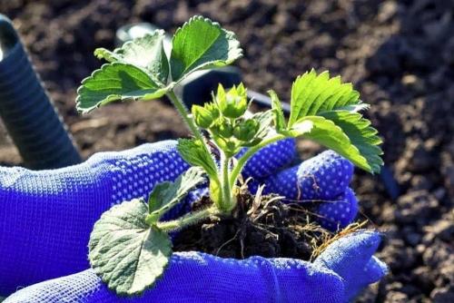 Как подготовить грядку для посадки клубники в августе. Почему нужно высаживать клубнику в августе