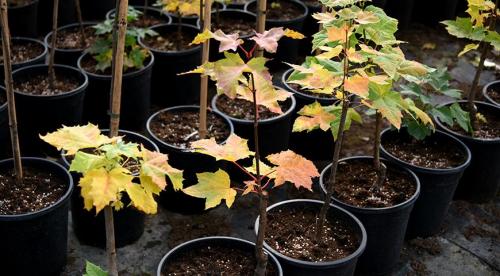 Когда сажать деревья и кустарники осенью. Осенью 07