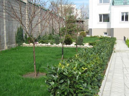 Когда лучше сажать деревья осенью или весной. Самое подходящее время