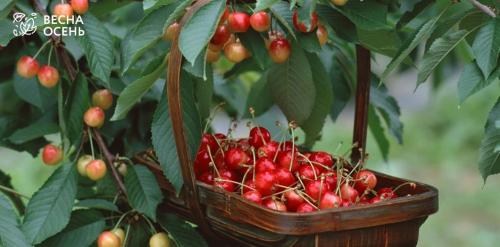 Как правильно сажать деревья осенью. Как правильно посадить саженцы осенью 08