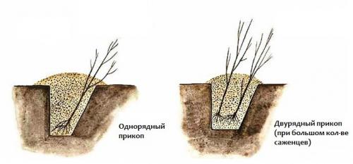 Какие саженцы можно хранить в прикопе до весны. Хранение саженцев в прикопе