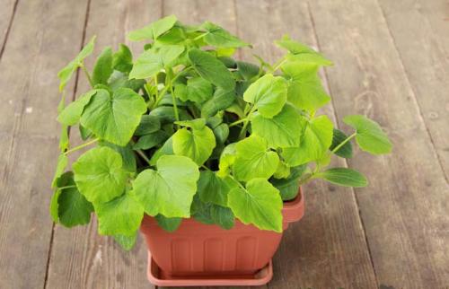 Тыква конфетка когда убирать. Тыква «Конфетка»: особенности сорта